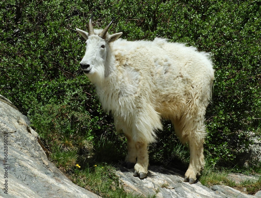 a rocky mountain mountain goat standing on a granite boulder in the blue mesa wildreness area in the rocky mountains near breckenridge, colorado a rocky mountain mountain goat standing on a granite boulder in the blue mesa wildreness area in the rocky mountains near breckenridge, colorado