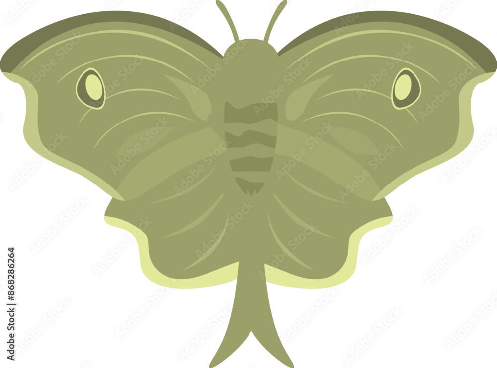 Green luna moth spreading its wings on white background Green luna moth spreading its wings on white background