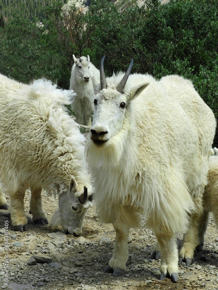Fototapeta premium a group of rocky mountain mountain goats on a dirt road in the blue mesa wilderness area in the rocky mountains near breckenridge, colorado