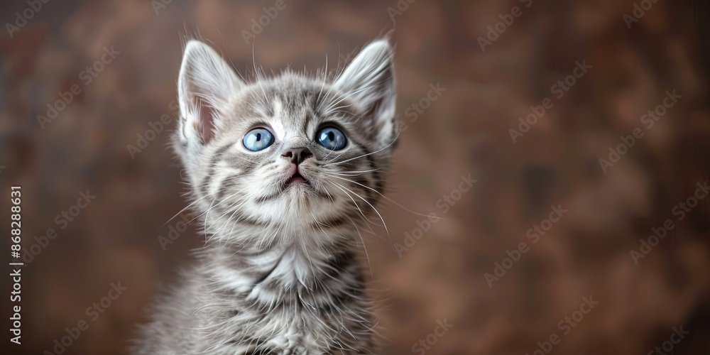 Curious Grey Kitten with Blue Eyes. Adorable Pet Portrait Curious Grey Kitten with Blue Eyes. Adorable Pet Portrait