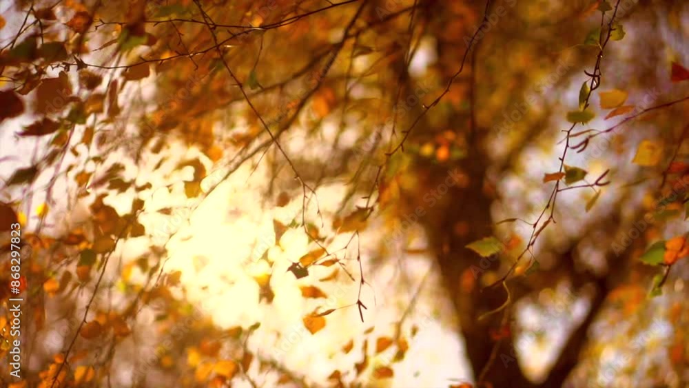 Autumn background. Beautiful birch tree with colorful leaves swirling, fluttering in the wind on a tree, abstract backdrop with sun flares. Orange, red and yellow colors. Slow motion Autumn background. Beautiful birch tree with colorful leaves swirling, fluttering in the wind on a tree, abstract backdrop with sun flares. Orange, red and yellow colors. Slow motion