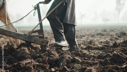 Farming using bulls, Traditional farming