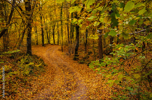 Fageda d'en Jordà beech forest, in autumn (Garrotxa, Catalonia, Spain, Pyrenees)