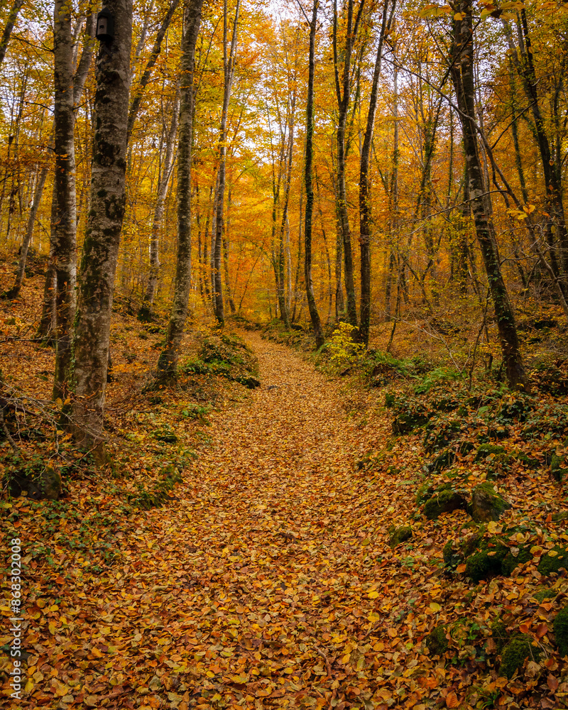 Fageda d'en Jordà beech forest, in autumn (Garrotxa, Catalonia, Spain, Pyrenees) Fageda d'en Jordà beech forest, in autumn (Garrotxa, Catalonia, Spain, Pyrenees)
