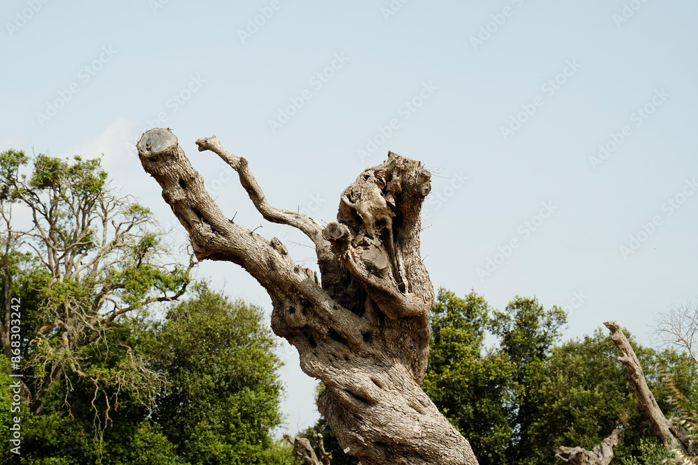 Gli effetti devastanti della Xylella, il batterio che sta uccidendo gli ulivi nel Salento pugliese,Puglia,Italia Gli effetti devastanti della Xylella, il batterio che sta uccidendo gli ulivi nel Salento pugliese,Puglia,Italia
