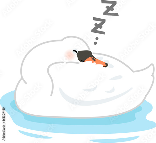 水上で眠る白鳥