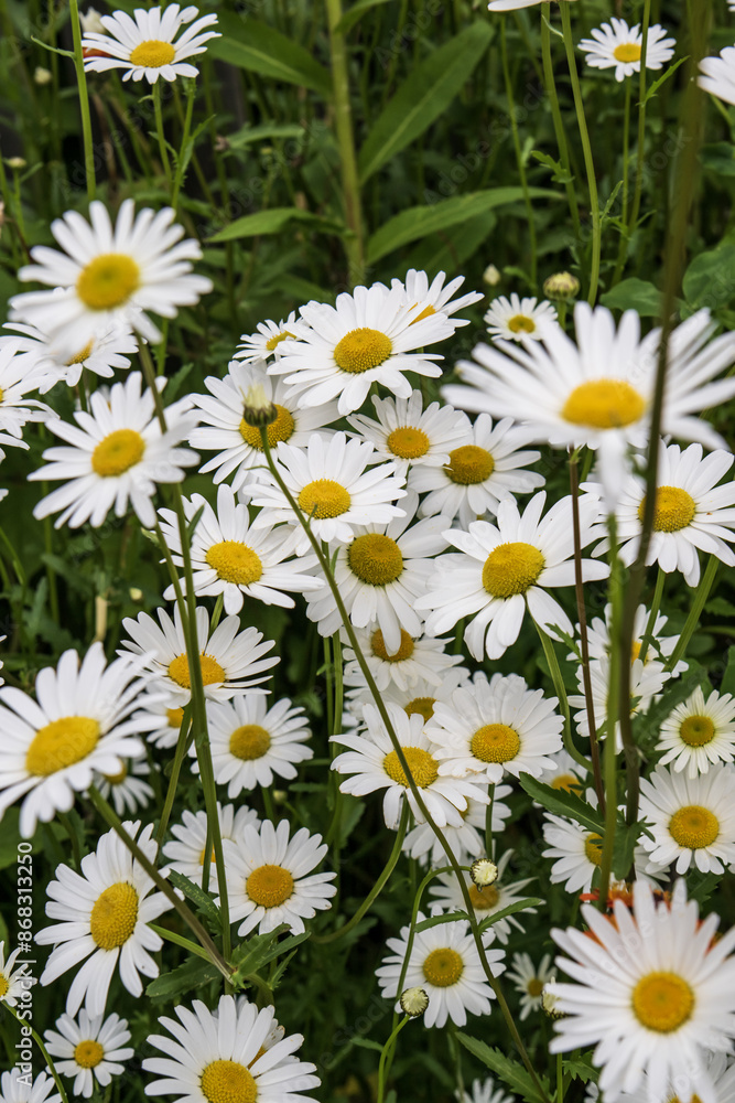 White camomile in the field White camomile in the field