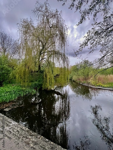 Weeping Willow's Grace: A weeping willow elegantly curves over a reflective pond in Vondelpark, its branches creating a tranquil canopy.