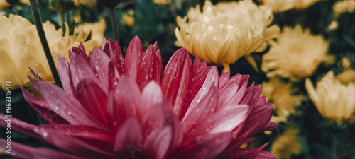 pink and yellow flower