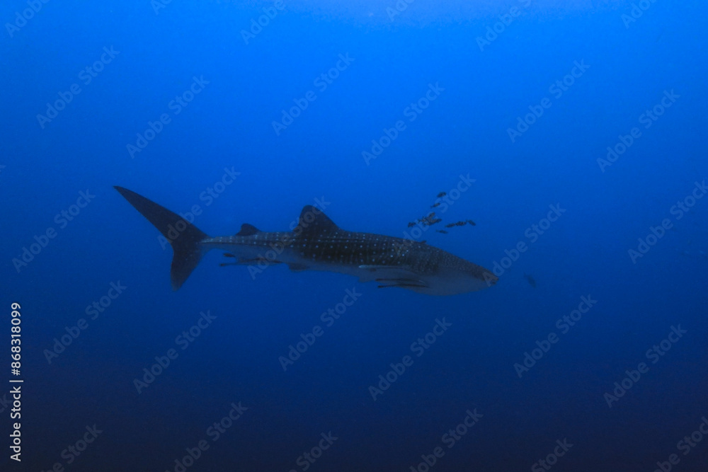 Fototapeta premium shark and diver