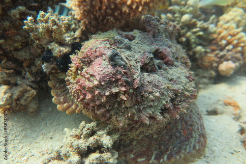 Coral Reef - Marine life - Redsea - Egypt