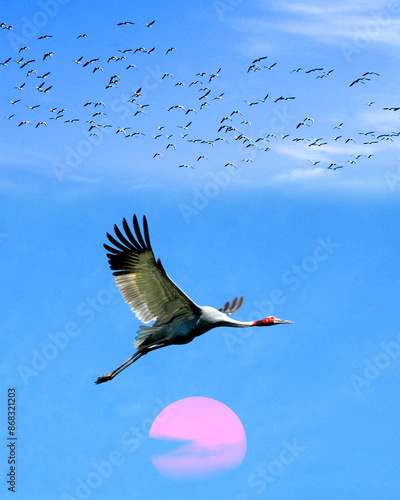 Sarus Crane flight in the sky with flock of birds, nangal wildlife sanctuary, nangal, Punjab, India photo