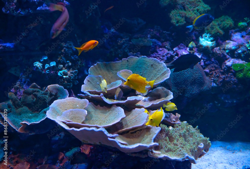 Obraz premium coral reef and colourful fishes in aquarium