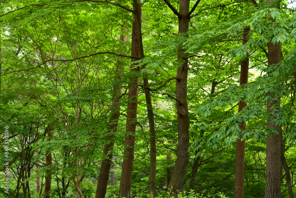 Obraz premium 新緑の季節 大自然の中で森林浴