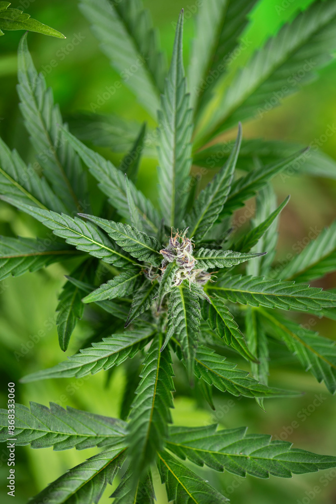 Cannabis leaf and marijuana plant. medical marijuana cannabis Cannabis leaf and marijuana plant. medical marijuana cannabis