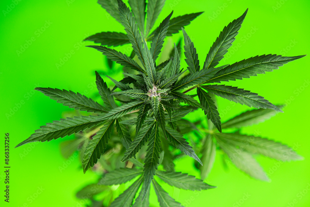 Green cannabis flowers, Weed medicine leaf, Marijuana Green cannabis flowers, Weed medicine leaf, Marijuana