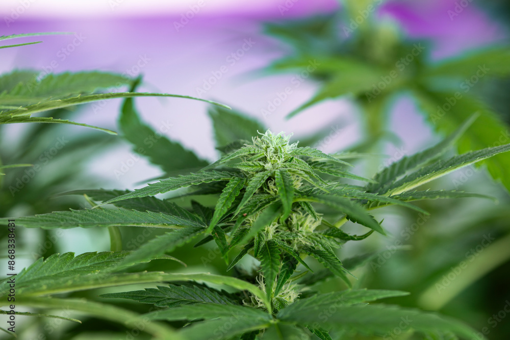 Weed medicine leaf, Grow indica flowering, Cannabis plant, Marijuana Weed medicine leaf, Grow indica flowering, Cannabis plant, Marijuana