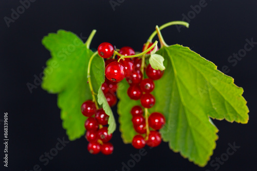 twigs of ripe red currants, isolated on a black background