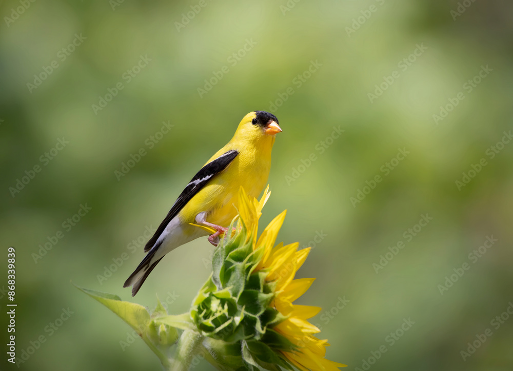 Goldfinch on sunflower Goldfinch on sunflower