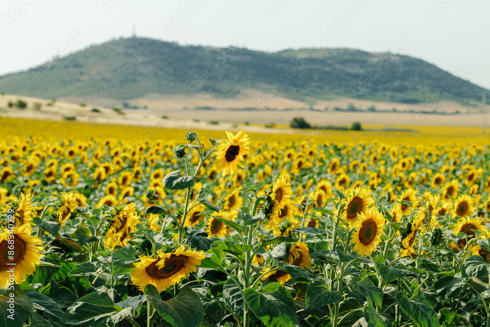 Fototapeta premium A breathtaking view of a vast sunflower field in full bloom under a clear sky, capturing the vibrant yellow petals and lush green leaves of the sunflowers. The landscape showcases the beauty of nature