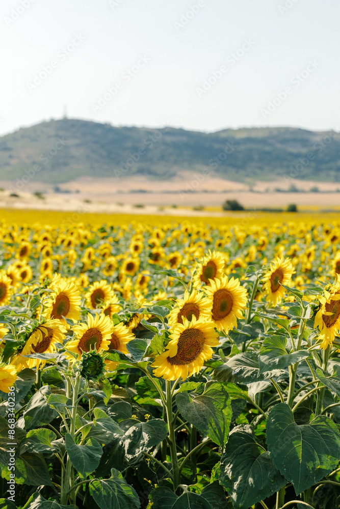 Fototapeta premium A breathtaking view of a vast sunflower field in full bloom under a clear sky, capturing the vibrant yellow petals and lush green leaves of the sunflowers. The landscape showcases the beauty of nature