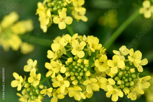 Yellow flowers. Barbarea vulgaris. Yellow flowers in the field. photo