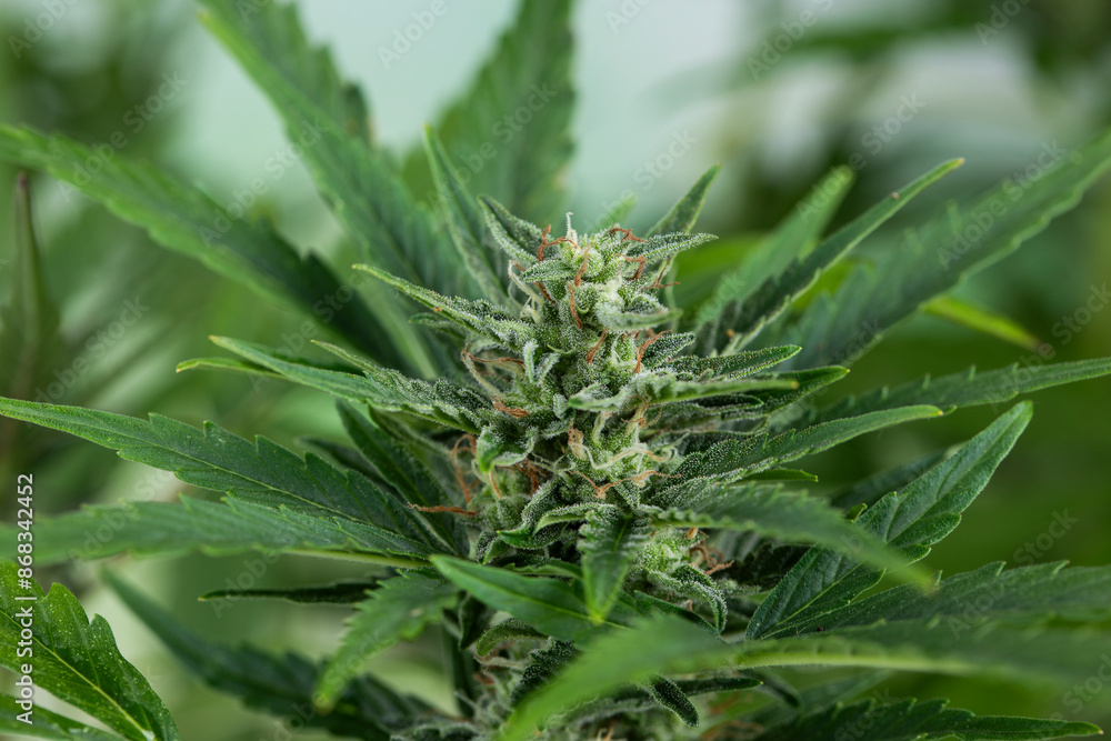 Cannabis leaf and marijuana plant. medical marijuana cannabis Cannabis leaf and marijuana plant. medical marijuana cannabis