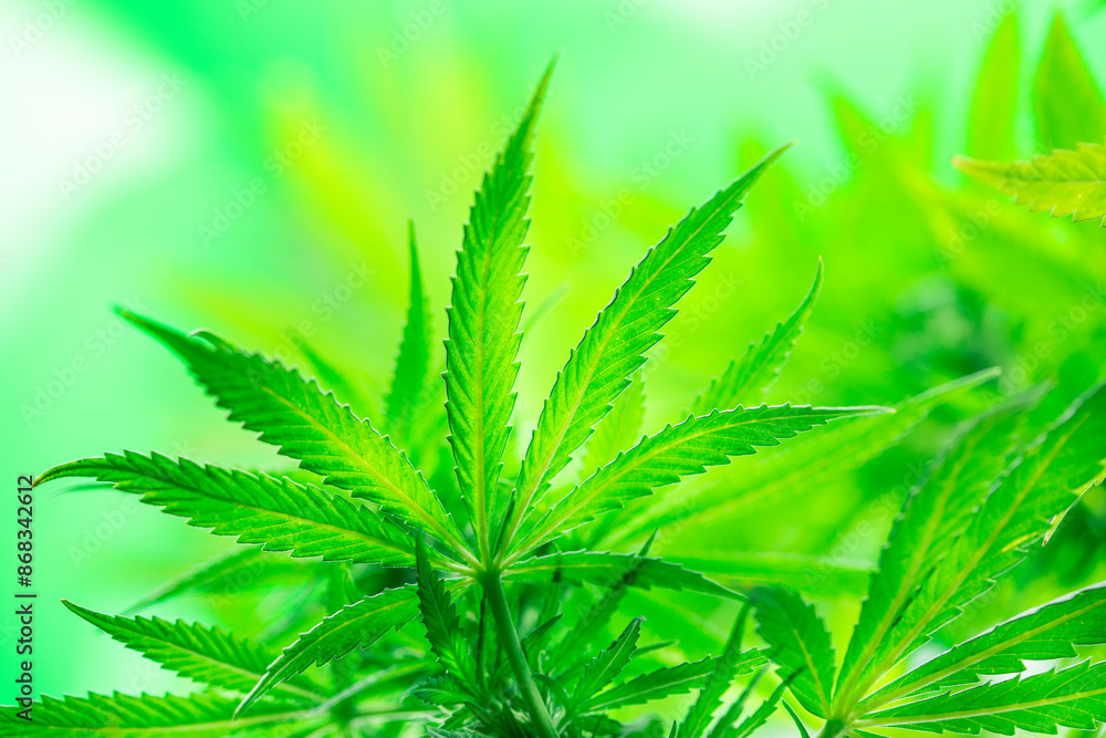 Green cannabis flowers, Weed medicine leaf, Marijuana Green cannabis flowers, Weed medicine leaf, Marijuana