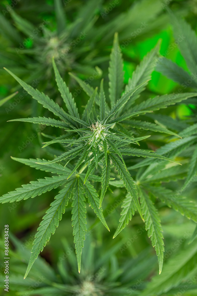 Green cannabis flowers, Weed medicine leaf, Marijuana Green cannabis flowers, Weed medicine leaf, Marijuana
