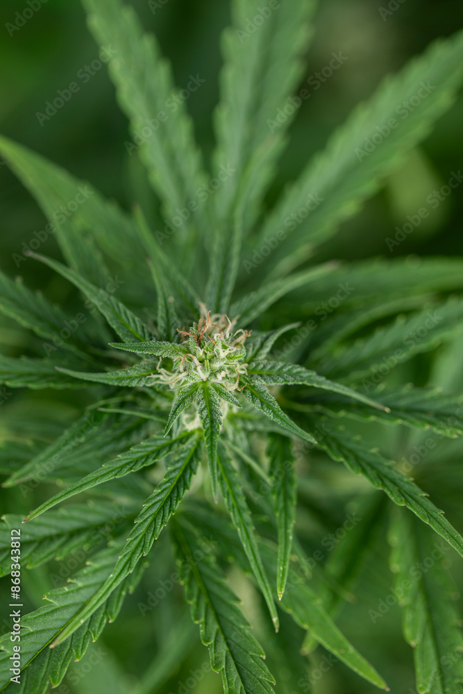 Cannabis leaf and marijuana plant. medical marijuana cannabis Cannabis leaf and marijuana plant. medical marijuana cannabis