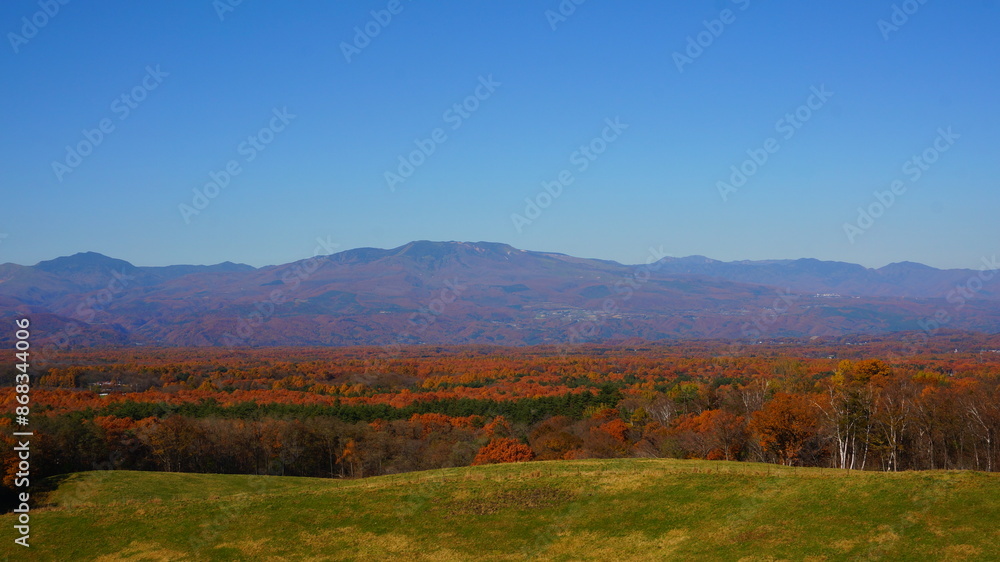 Fototapeta premium 嬬恋の紅葉