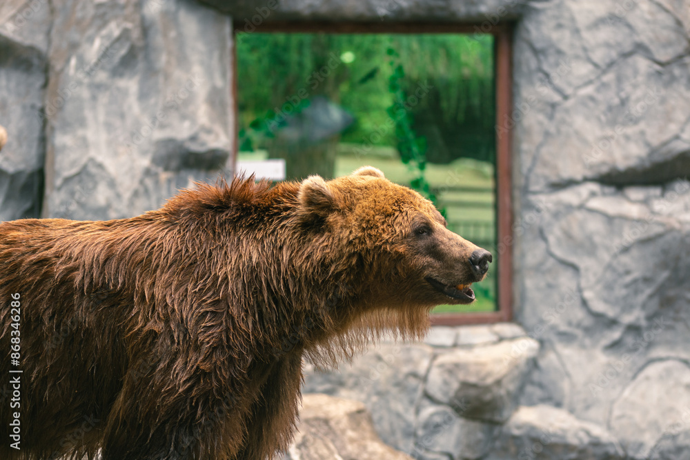 Obraz premium Big Brown Bear close-up at the zoo