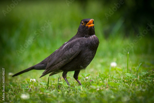 Photography a blackbird , turdus merula, on the green lawn with open beak at a hot summer da