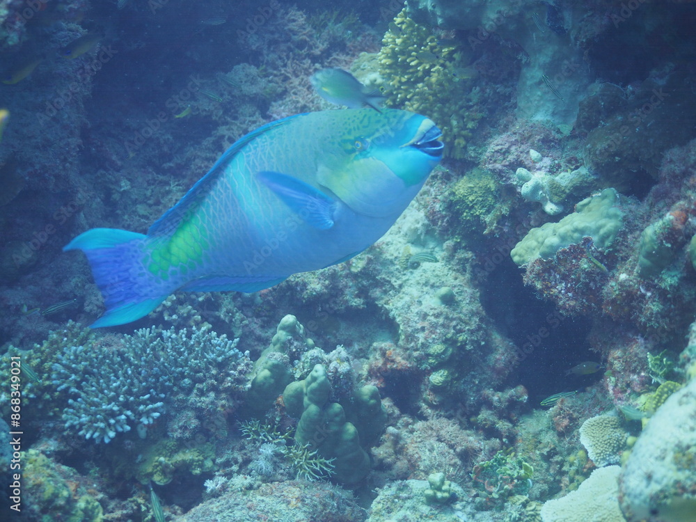 Fototapeta premium Scuba Diving in Redsea Egypt - Marine life