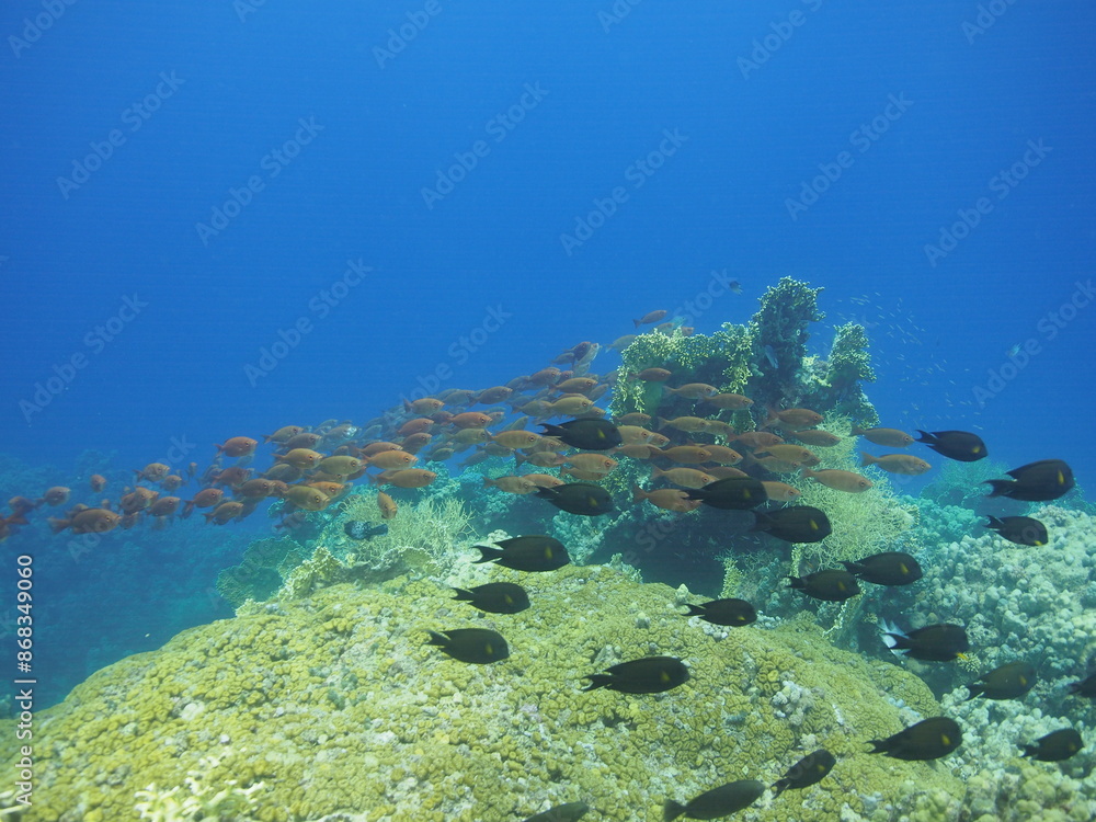 Fototapeta premium Scuba Diving in Redsea Egypt - Marine life