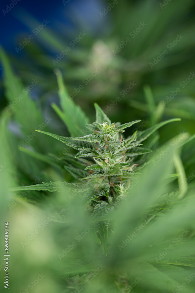Marijuana plant, medical marijuana concept Marijuana plant, medical marijuana concept
