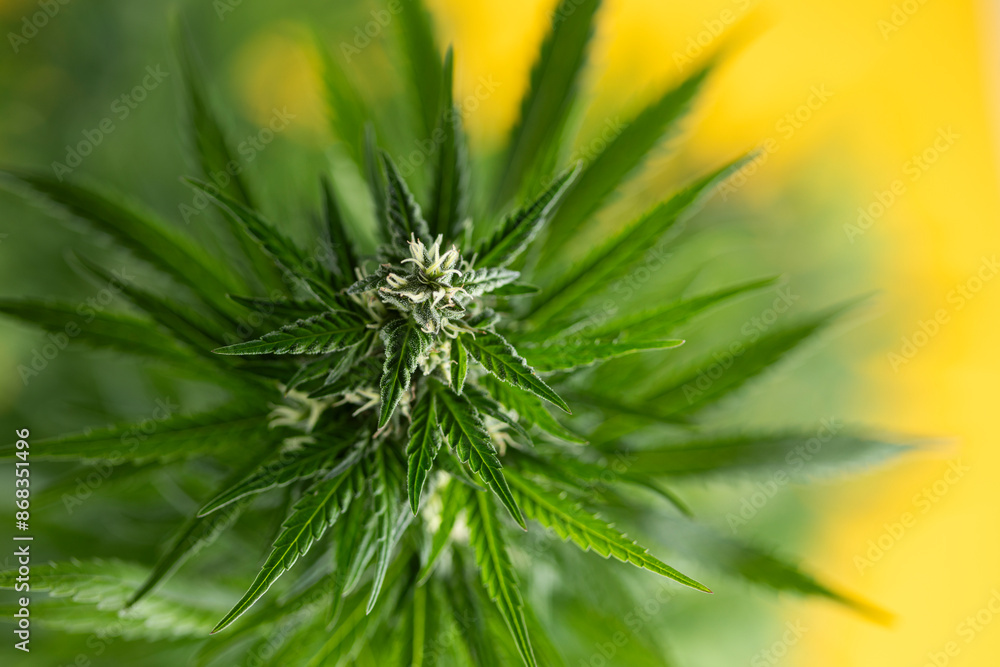 Cannabis leaf and marijuana plant. medical marijuana cannabis Cannabis leaf and marijuana plant. medical marijuana cannabis