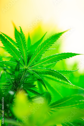 Obraz na plátně Weed medicine leaf, Grow indica flowering, Cannabis plant, Marijuana