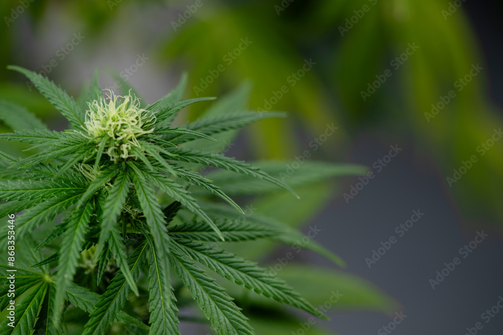 Close up view of green marijuana plant Close up view of green marijuana plant