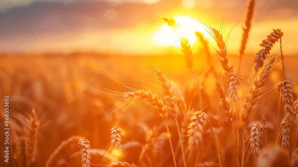 wheat field at sunset wheat field at sunset