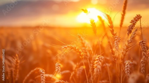 wheat field at sunset