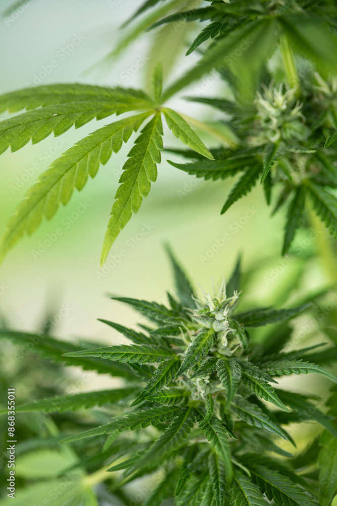 Green cannabis flowers, Weed medicine leaf, Marijuana Green cannabis flowers, Weed medicine leaf, Marijuana