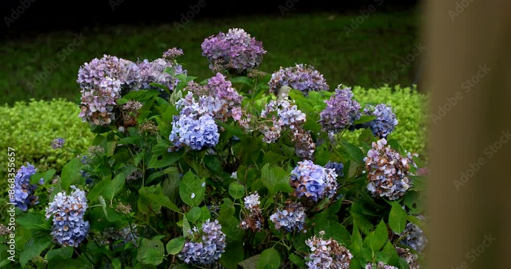 紫陽花の季節の終わり 紫陽花の季節の終わり