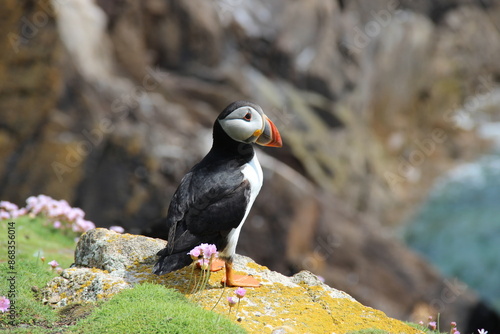 atlantic puffin on thr edge
