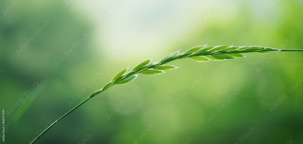 Vibrant Green Field Grass Blades Close-up