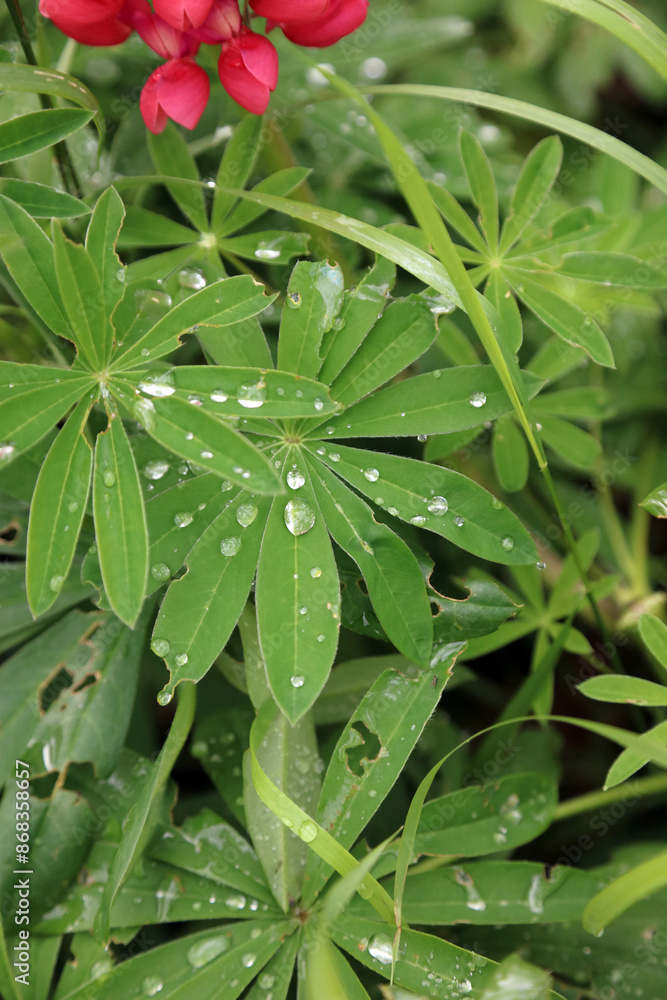 Obraz premium Closeup of Lupin leaves covered in rain drops, North Yorkshire England 