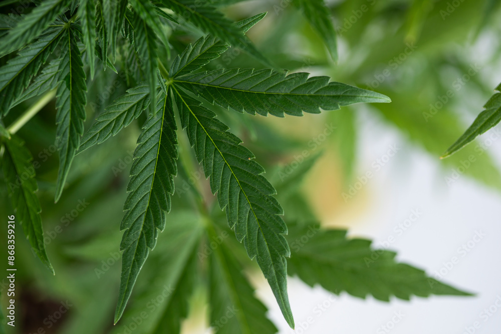 Marijuana plant, medical marijuana concept Marijuana plant, medical marijuana concept