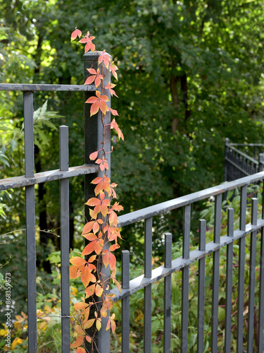 Iron fence with flowers, Mary Ellen Kramer Great Falls Park, City Of Paterson, New jersey, USA photo