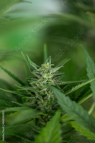 Weed medicine leaf, Grow indica flowering, Cannabis plant, Marijuana