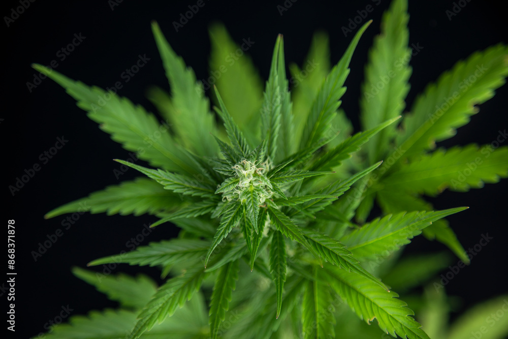 Weed medicine leaf, Grow indica flowering, Cannabis plant, Marijuana